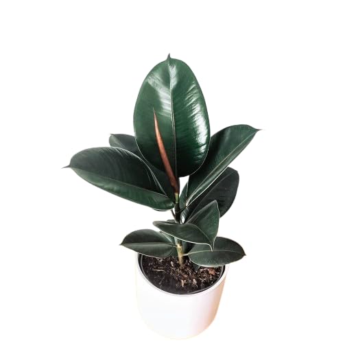 Potted Ficus Tree, Green