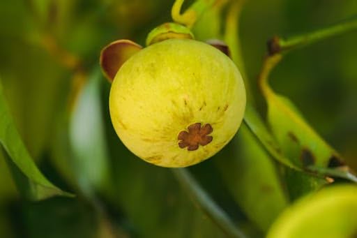 Mangostan Fruta Marca Evanuha