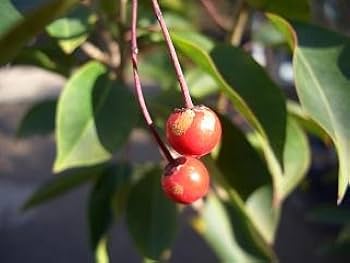 ソヨゴ　雌/ 497 ソヨゴ 雌/ 497 苗木・植木