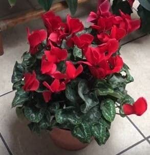 Radha Krishna Agriculture® Aromatic Red Cyclamen Flower Bulbs For Outdoor & Indoor Gardening (Pack Of 2 Flower Bulbs) (B09FL34XGT) Amazon Price History, Amazon Price Tracker