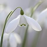 Galanthus nivalis seeds 150PCS Common Snowdrop Flower seeds Beautiful garden Freezing plants Bonsai balcony flower