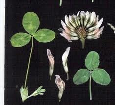 White Dutch Clover Seed - 5 Pounds