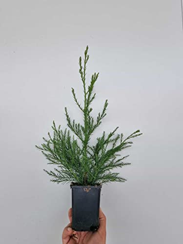 5st. Mammutbaum 10-15cm Sequoiadendron giganteum Riesenmammutbaum aus der Baumschule Idealer...