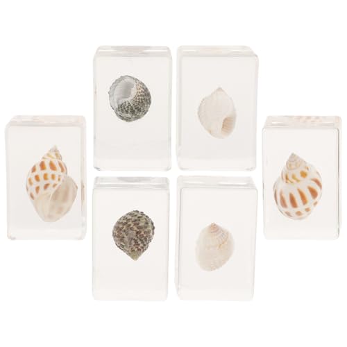 Coquillages artistiques en résine pour décoration maison et collection d'ornements naturels