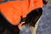 Illumiseen LED Dog Hunting Vest | Orange Safety Jacket with Reflective Strips & USB Rechargeable LED Lights | Increase Dog’s Visibility When Walking, Running, Training Outdoors (X-Large, Orange)