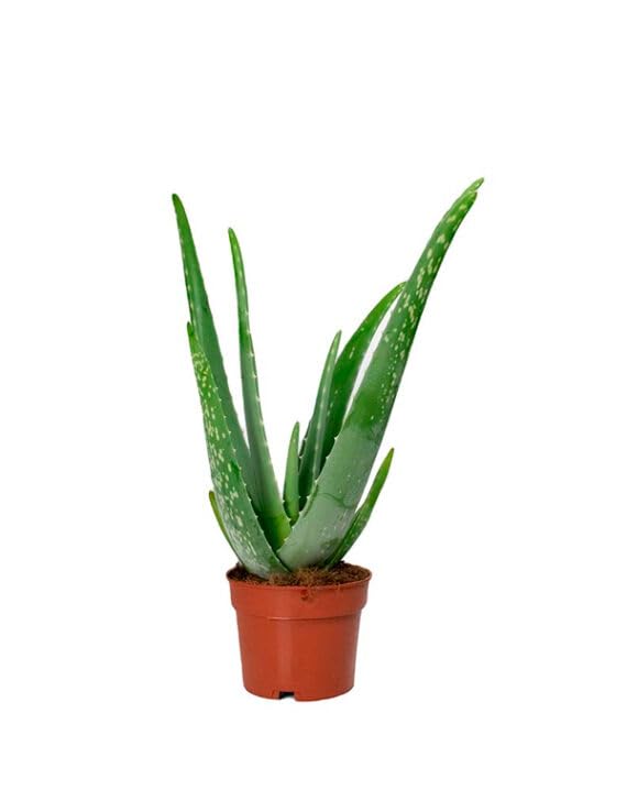 Fomenta la salud y la felicidad en tu oficina con nuestras plantas de aloe vera en maceta. La inversión perfecta en el bienestar de tu equipo en maceta de 8.5cm (planta viva)