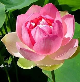 Image of Very Beautiful All Season Pink+White Water Lotus(Pack Of-2) /Water Kamal /Water Lily Plant (TUBER) Original Hybrid Veriety Blloming With In 30 Days For Outdoor & Indoor Live Plant.