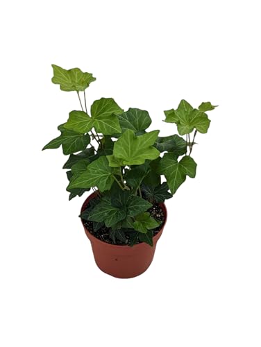 Live English Ivy Plant in 4 Inch Pot Indoor House Plant Hedera Helix