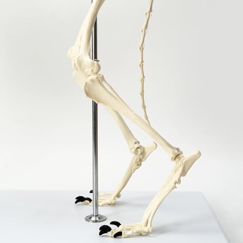 Image of NEW HORIZON Canine Skeleton Bone Model 19.3 inchx7.9 inchx13.8 inch Standard Size
