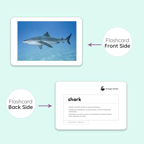 Image of Hungry Brain Sea Creatures Flash Cards for Toddlers & Kids | Montessori Early Learning Cards for Babies | Educational Toy for Ages 3 Months to 6 Years | Fun Preschool Activity & Gift