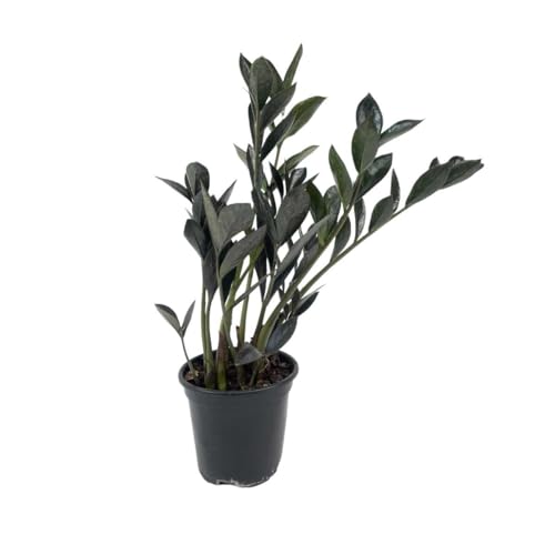 Mini Zamioculca Black Dowon Planta Rara Exótica Com Vaso Decoração Para Interiores
