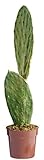 Floral Concept Succulent Cactus, Verde Natural, 71x25x25 cm