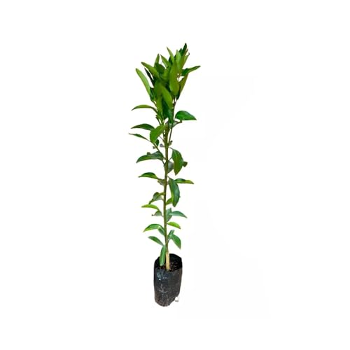 AMK Jardinagem e Paisagismo, Muda de Tangerina Ponkan 50 a 80cm AMK - Plantas Online