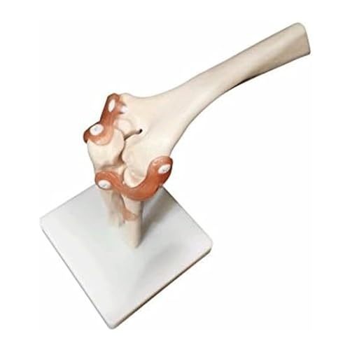 Modèle articulé de coude squelette en PVC anatomie médicale AMITD