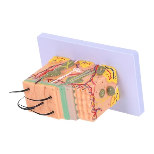 Modèle de peau humaine agrandi 35X Gadpiparty pour étude anatomique