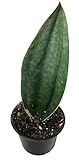 Succulent Whale fin Sansevieria masoniana -18 inch Tall-Mother in Laws Tongue- Very Large- 1 Plant,