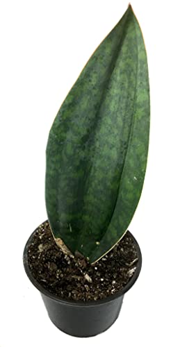 Succulent Whale Fin Sansevieria Masoniana -18 Inch Tall-Mother In Laws Tongue- Very Large- 1 Plant, Green, 6 Inch Pot #TOP9
