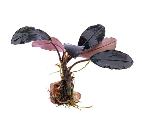 NatureHolic Bucephalandra Midnight Sky - Wasserpflanze fürs Aquarium - Pflegeleichte Aufsitzerpflanze - Edle Deko für Mittelgrund und Hardscape