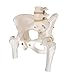 3B Scientific A62 Female Pelvic Skeleton w/ moveable Femur Heads - 3B Smart Anatomy