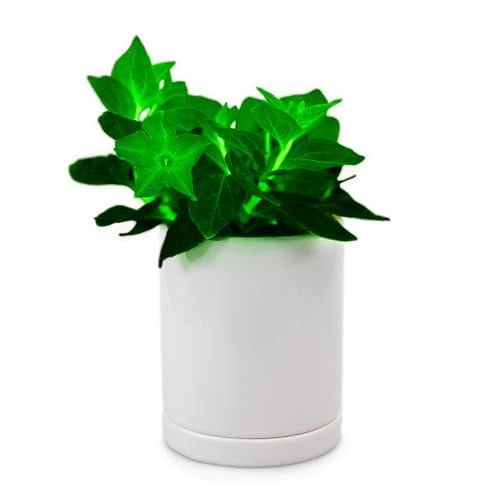 Light Bio Firefly Petunia with Ceramic Pot - Worlds First Bioluminescent Plant - Living Light Night Glow - Includes Ceramic Pot & Specialized Nutrition (1 Pack)