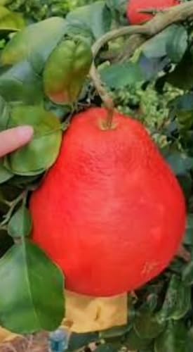 Image of Sweet & Testy Summer Season 1Healthy Frash Food Red Pomelo Lemon(Lal Batabi) Fruit Tree Plant For Testy Home Garden Fruit Outdoor & Indoor plant.