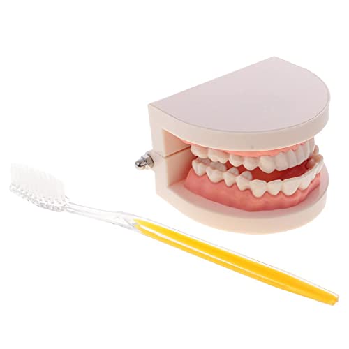 MonkeyJack 1:1 Human Mouth Teeth Model with Toothbrush Tooth Caring Teaching School Learning Aid Office Ornament