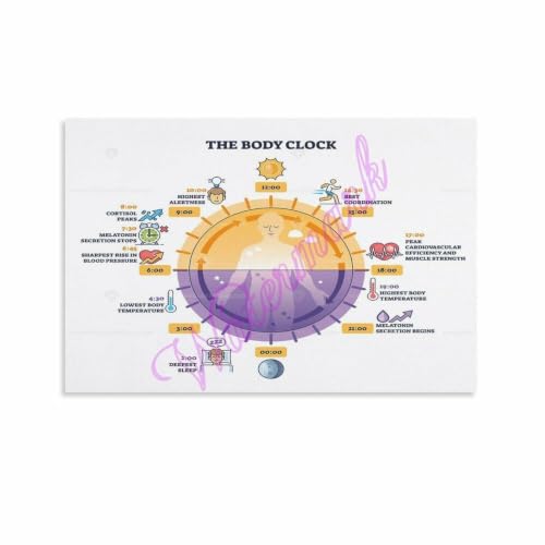 Circadian Rhythm Poster Body Clock 24 Hour Cycle Art