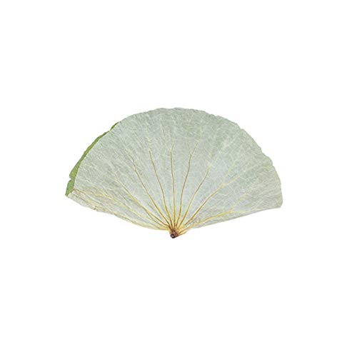 Maya Star 500g Natural Ingredients and Accessories Lotus Leaf Whole Natural Dried Lotus Leaf Lotus Leaf Wrapped Chicken Lotus Leaf Glutinous Rice Chicken Lotus Leaf Rice