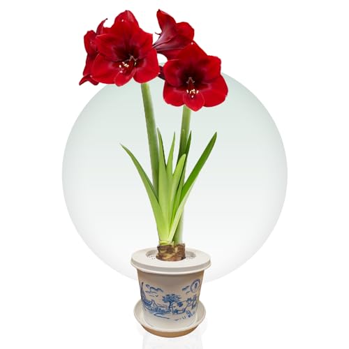 Amaryllis In Wachs Kaufen Die 15 besten Produkte im Vergleich