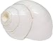 Shankh for Pooja Blowing Shankh Indian Pooja Shankh Diwali Deepawali Pooja Item for Home Mandir Pooja Item (White) 3 inch Size Round