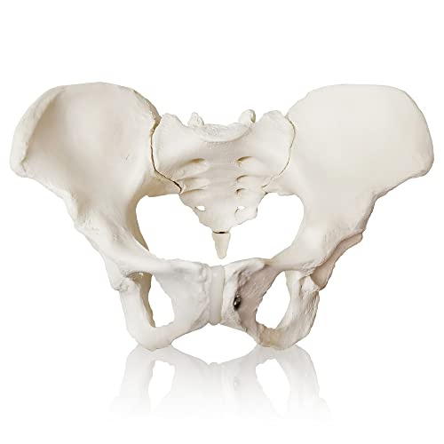 Image of 2025 New Female Pelvis Model,Life Size Female Pelvic Skeleton Model, Anatomy Medical Model for Science Education, Study of the Anatomical Features