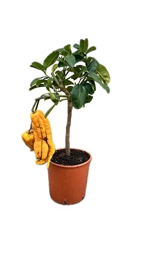 Cedro Mano di Buddha in Vaso Ø20 cm – Agrume Esotico e Ornamentale – Prodotto in Sicilia dal Vivaio uJardinu – Pianta da Esterno e Terrazzo
