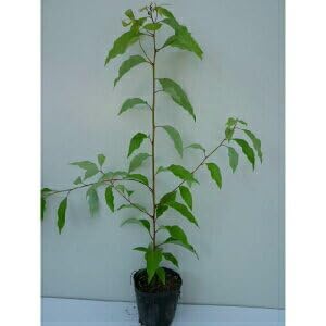 楠苗 Amazon.co.jp: 苗/苗木 【5本セット】 クスノキ 樹高0.3m前後 10.5cm