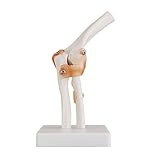 Life-Size Human Elbow Joint Model Anatomy Elbow Joint Medical Model Orthopedics