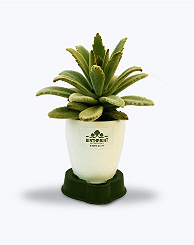 BIRTHRIGHT| Kalanchoe tomentosa | Succulent Plant (B08SQ8K1CD) Amazon Price History, Amazon Price Tracker