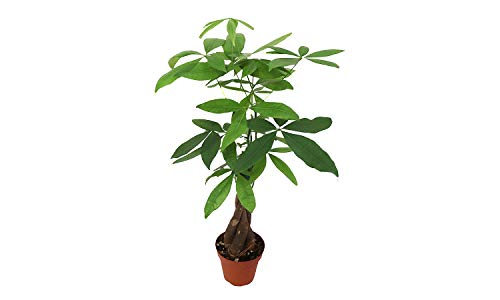 Pachira aquatica money tree - 4'' from california tropi…