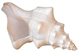 Kaltner Präsente Geschenkidee - Muschel Fasciolaria Trapezium Trapez Bandschnecke Naturweiße Meeresschnecke, Sammlerstück Dekoration (15-16 cm)