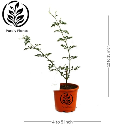 Image of LIVE PLANT (SMALL, CHAMELI)