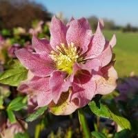 Helleborus 'Double Pink (Light)' Plug Plants x 3