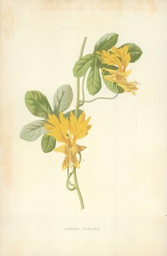 Lienzo cuadro de flor canaria para decoraciones del hogar que inspiran un ambiente acogedor
