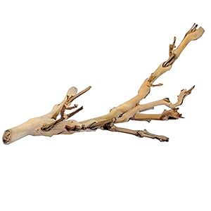 Exo Terra Forest Branch, Small (Exact Size May Vary)
