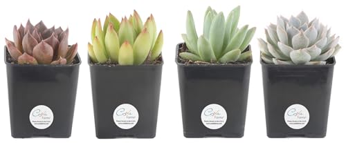 Costa Farms Grower Pot, 4-Pack Echeveria Succulents Live Indoor Plant 3-Inches Tall, in Grower's Pot Costa Farms Grower Pot, 4-Pack Echeveria Succulents Live Indoor Plant 3-Inches Tall, in Grower's Pot