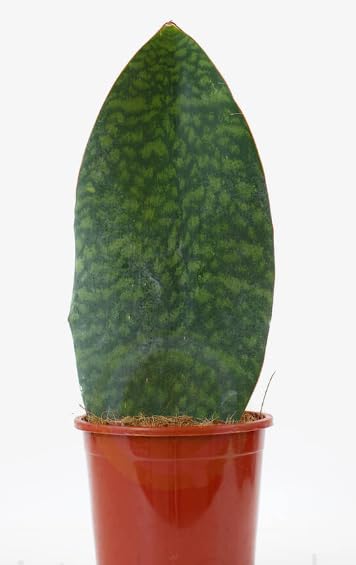 Sansevieria Masoniana Victoria - Whale Fin Snake Plant - in 12 cm Pot Approx 30-35 cm Height