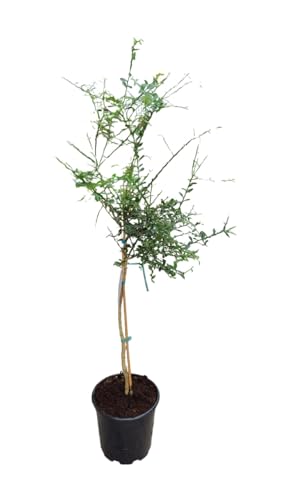 AzJardin- Árbol Limonero caviar cítrico. Maceta 25cm. Altura sobr...
