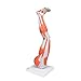 Muscular Leg 9-Part - 3B Smart Anatomy