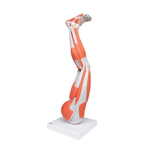 Image of Muscular Leg 9-Part - 3B Smart Anatomy