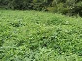 Korean Kobe Mix LESPEDEZA 5 LB