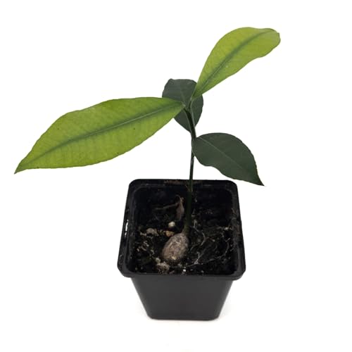 1 árbol frutal Luc's Garcinia | Variedad regular | Cultivado en maceta de 7 cm a partir de semillas de México | Raro en la UE | Garcinia Mexicana | Limoncillo | Mangostán mexicano