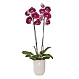 Elho B0FND8F8F5 lato 3