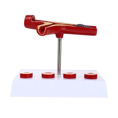 Modèle d'anatomie humaine cardiovasculaire FENICAL en PVC haute précision médicale